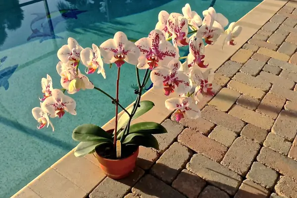 Renove seu Lar: Dicas de Decoração com Orquídeas para Sua Piscina