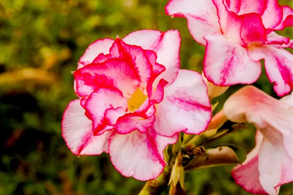 Adornos de Varandas com Flores do Deserto em Espaços Externos