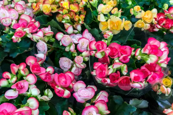 Destaque o Seu Jardim com Begônias: Escolha, Plantio e Manutenção