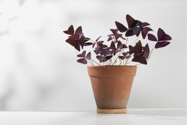 Estratégia Escandinava com Oxalis triangularis: Simplicidade e Frescor para seu Ambiente