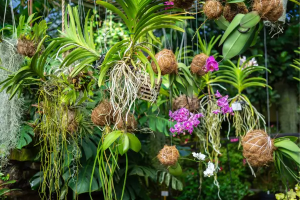 Como Criar um Kokedama com Árvore de Ipê Roxo para Decorar o Quintal de Casa