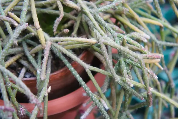 Tipos e Instalação de Sistemas de Irrigação para Rhipsalis baccifera Suspensos