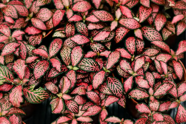 Jardinagem Doméstica com Fitônias: Guia para Plantar e Propagar em Ambientes Internos e Pequenos Espaços